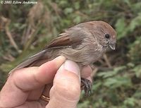 Vinous-throated Parrotbill - Paradoxornis webbianus