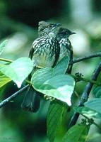 Cream-striped Bulbul - Pycnonotus leucogrammicus