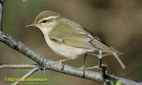 Arctic Warbler - Phylloscopus borealis