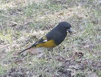 White-winged Grosbeak - Mycerobas carnipes