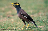 Common Myna - Acridotheres tristis