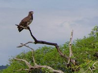 Black-breasted Snake-Eagle - Circaetus pectoralis