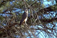 Lanner Falcon - Falco biarmicus