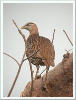 Double-spurred Francolin - Francolinus bicalcaratus