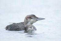 Common Loon (Gavia immer) photo