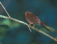 Red-throated Ant-Tanager (Habia fuscicauda) photo
