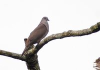 Dusky Pigeon - Patagioenas goodsoni