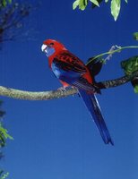 Crimson Rosella - Platycercus elegans