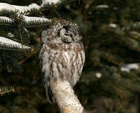 Boreal Owl - Aegolius funereus