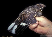 Fiery-necked Nightjar - Caprimulgus pectoralis