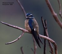 Whiskered Treeswift - Hemiprocne comata