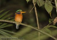 Rufous-collared Kingfisher - Actenoides concretus