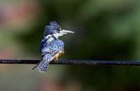 Ringed Kingfisher - Ceryle torquatus