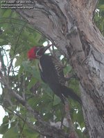 Lineated Woodpecker - Dryocopus lineatus