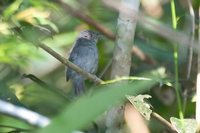 Plain-winged Antshrike - Thamnophilus schistaceus