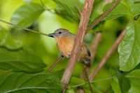 Gray Antwren - Myrmotherula menetriesii