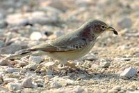 Desert Lark - Ammomanes deserti