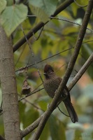 Striated Laughingthrush - Garrulax striatus