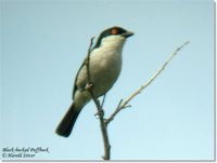 Black-backed Puffback - Dryoscopus cubla