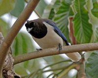 Curl-crested Jay - Cyanocorax cristatellus