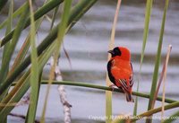 Red Bishop - Euplectes orix