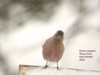 Brown-capped Rosy-Finch - Leucosticte australis