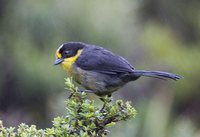 Pale-naped Brush-Finch - Atlapetes pallidinucha