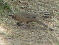 Abert's Towhee - Pipilo aberti