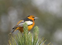 Bullock's Oriole - Icterus bullockii