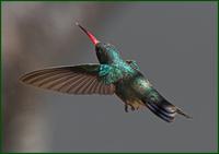 Broad-billed Hummingbird at Patton's in Patagonia