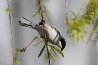 Black-capped Warbling-finch