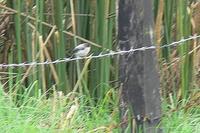 Torrent Tyrannulet - Serpophaga cinerea