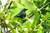 Golden-chevroned  tanager   -   Thraupis  ornata   -