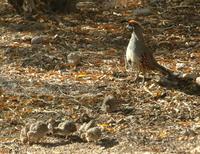 Gambrel Quail with Chicks