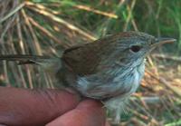 Nepal Rufous-vented Prinia, Prinia burnesii nipalensis