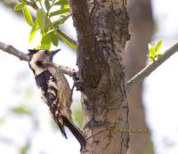 Grey-capped woodpecker C20D 02292.jpg