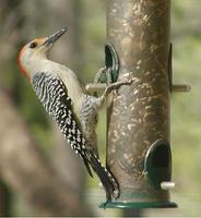 Red-bellied Woodpecker