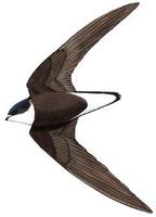 白喉针尾雨燕 White-throated Spinetail Swift Hirundapus caudacutus