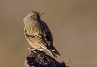 alpejernspurv / alpine accentor (Prunella collaris)