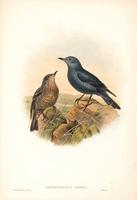 Richter after Gould Blue Rock Thrush (Petrocossyphus cyanus)