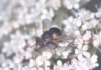 Cistogaster globosa