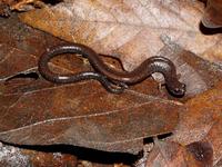 : Batrachoseps incognitus; San Simeon Slender Salamander