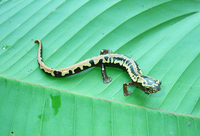 : Bolitoglossa mexicana