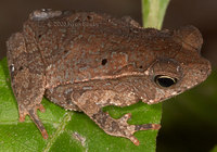 : Bufo margaritifer