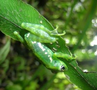 : Mantidactylus argenteus