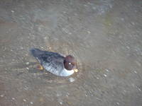 : Bucephala clangula; Common Goldeneye