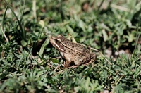 : Rana draytonii; California Red-legged Frog