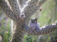 : Calypte costae; Costa's Hummingbird