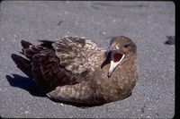 : Catharacta antarctica spp. lonnbergi; Brown Skua