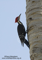 : Dryocopus pileatus; Pileated Woodpecker